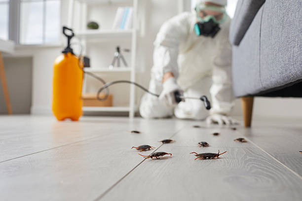 Post-Treatment Bed Bug Interceptor Monitoring in Bedford